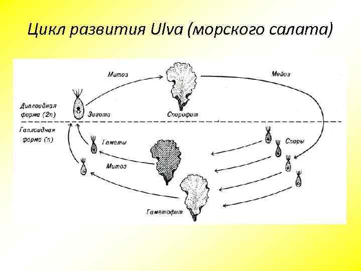 Цикл развития Ulva (морского салата) 