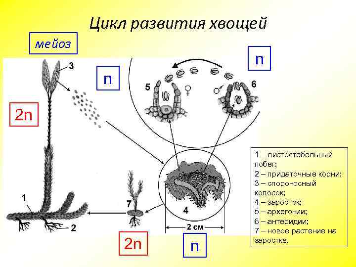 Цикл развития хвощей мейоз n n 2 n 2 n n 1 – листостебельный