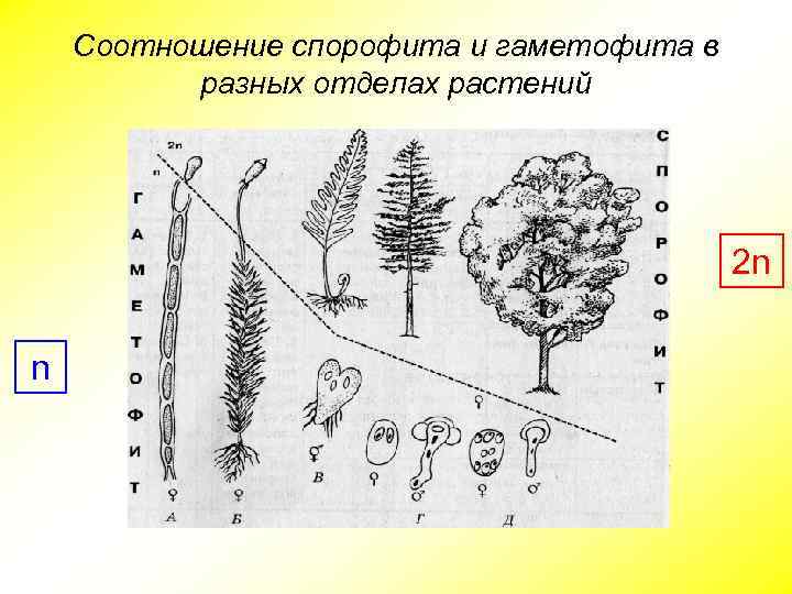 Соотношение спорофита и гаметофита в разных отделах растений 2 n n 