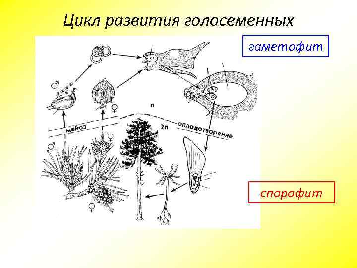 На этой структуре развивается несколько гаметофитов. Жизненный цикл голосеменных растений схема. Цикл развития сосны гаметофиты. Цикл развития сосны обыкновенной ЕГЭ. Цикл гаметофита и спорофита.