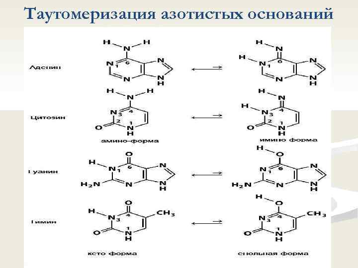 Таутомеризация азотистых оснований 