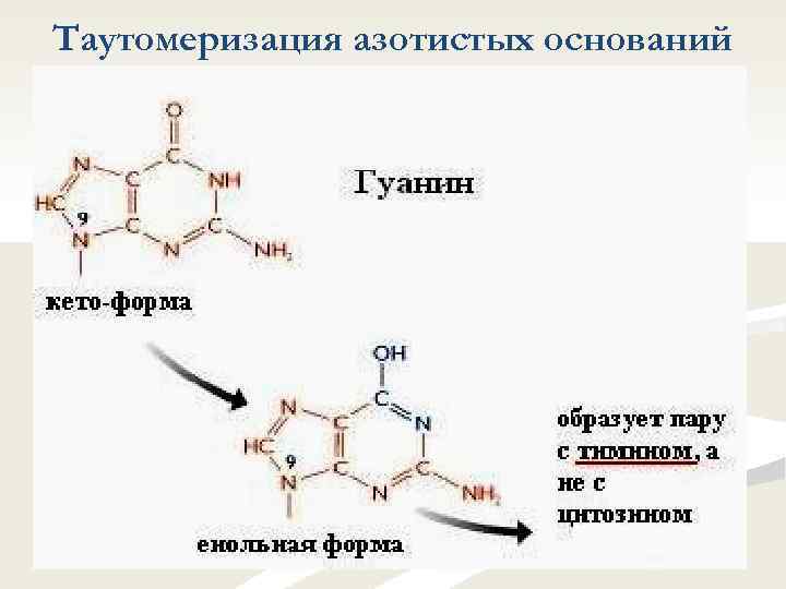 Соединение азотистых оснований