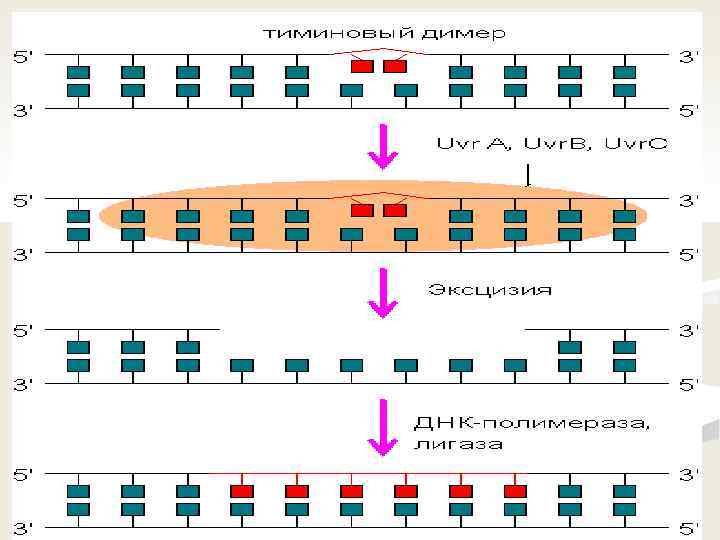 Хромосомные мутации механизмы