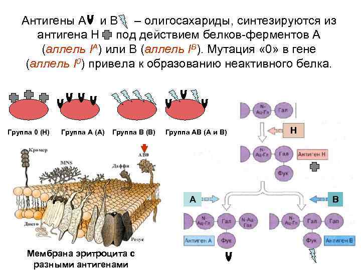Антигены А и В – олигосахариды, синтезируются из антигена Н под действием белков-ферментов А