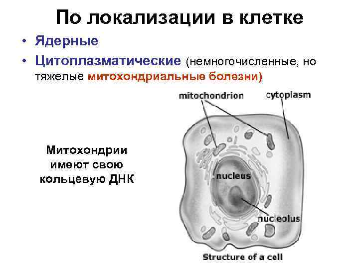 По локализации в клетке • Ядерные • Цитоплазматические (немногочисленные, но тяжелые митохондриальные болезни) Митохондрии