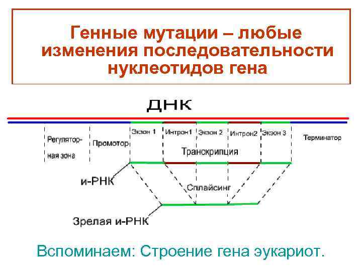Генные мутации – любые изменения последовательности нуклеотидов гена Вспоминаем: Строение гена эукариот. 
