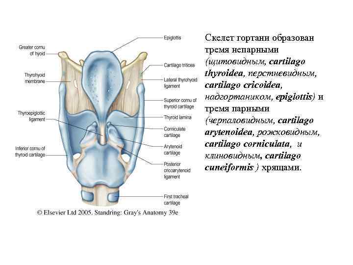 Скелет гортани образован тремя непарными (щитовидным, cartilago thyroidea, перстневидным, cartilago cricoidea, надгортаником, epiglottis) и