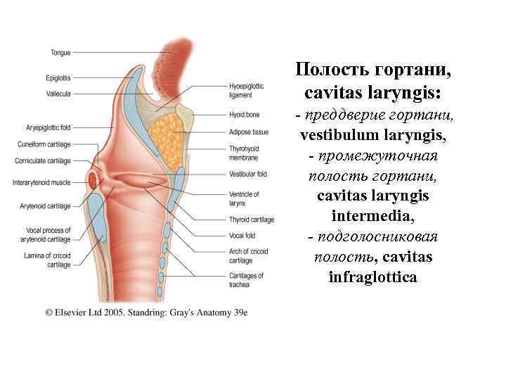 Полость гортани, cavitas laryngis: преддверие гортани, vestibulum laryngis, промежуточная полость гортани, cavitas laryngis intermedia,