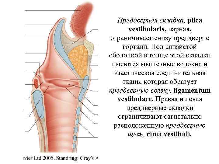 Преддверная складка, plica vestibularis, парная, ограничивает снизу преддверие гортани. Под слизистой оболочкой в толще