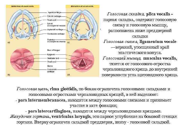Голосовая складка, plica vocalis парная складка, содержит голосовую связку и голосовую мышцу, расположена ниже