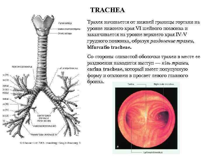 TRACHEA Трахея начинается от нижней границы гортани на уровне нижнего края VI шейного позвонка