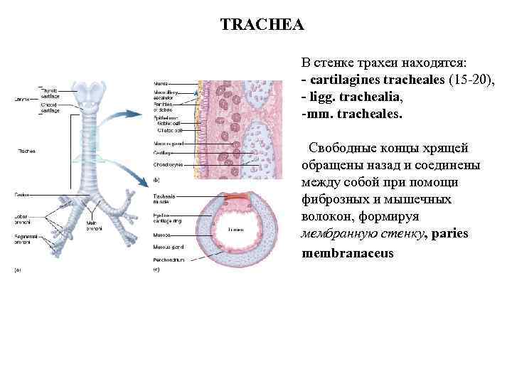 TRACHEA В стенке трахеи находятся: - cartilagines tracheales (15 20), - ligg. trachealia, mm.
