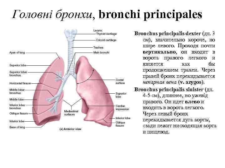 Головнi бронхи, bronchi principales Bronchus principalis dexter (дл. 3 см), значительно короче, но шире