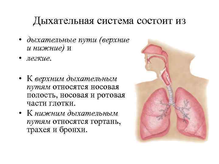 Дыхательная система состоит из • дыхательные пути (верхние и нижние) и • легкие. •