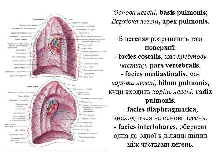 Основа легенi, basis pulmonis; Верхiвка легенi, apex pulmonis. В легенях розрiзняють такi поверхнi: -