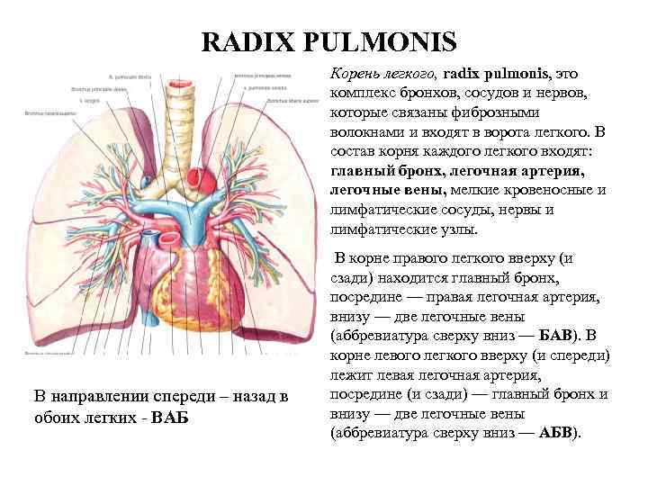 RADIX PULMONIS Корень легкого, radix pulmonis, это комплекс бронхов, сосудов и нервов, которые связаны