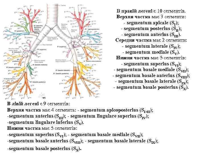 В правiй легенi є 10 сегментiв. Верхня частка має 3 сегменти: - segmentum apicale