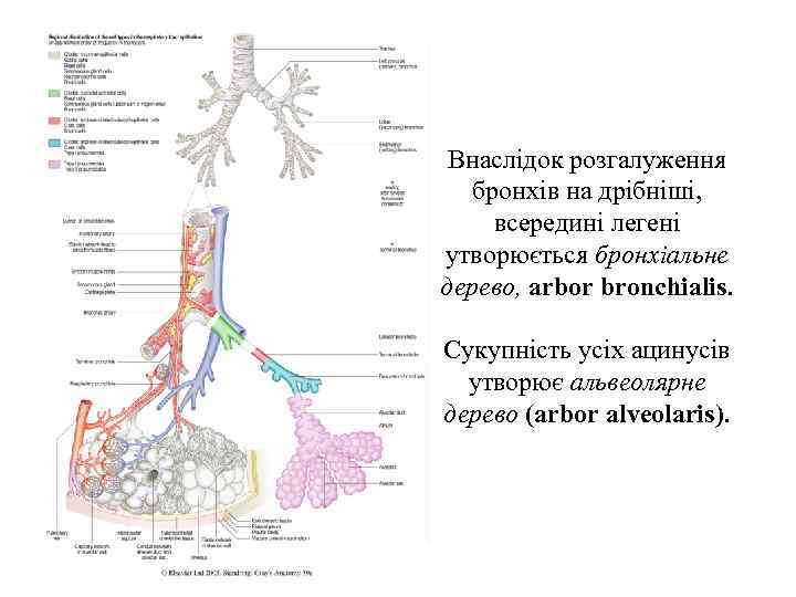 Внаслiдок розгалуження бронхiв на дрiбнiшi, всерединi легенi утворюється бронхiальне дерево, arbor bronchialis. Сукупнiсть усiх