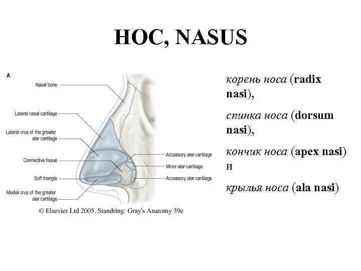 НОС, NASUS корень носа (radix nasi), спинкa носа (dorsum nasi), кончик носа (apex nasi)