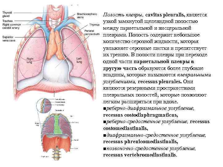 Полость плевры, cavitas pleuralis, является узкой замкнутой щелевидной полостью между париетальной и висцеральной плеврами.