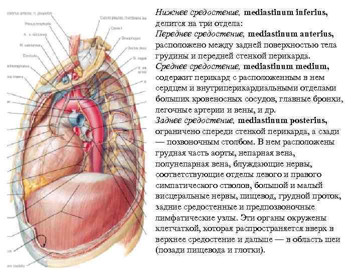 Нижнее средостение, mediastinum inferius, делится на три отдела: Переднее средостение, mediastinum anterius, расположено между