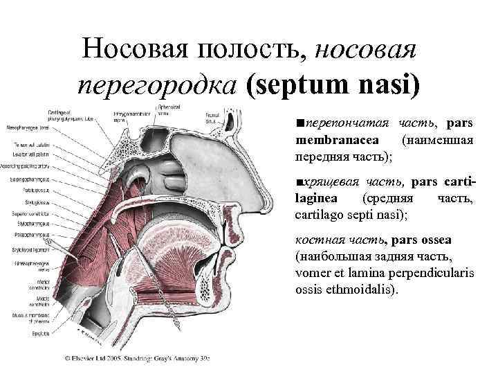 Носовая полость, носовая перегородка (septum nasi) ■перепончатая часть, pars membranacea (наименшая передняя часть); ■хрящевaя