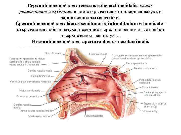 Верхний носовой ход: recessus sphenoethmoidalis, клинорешетчатое углубление, в нем открывается клиновидная пазуха и задние