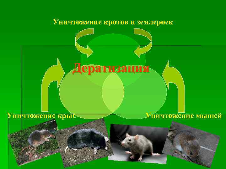 Уничтожение кротов и землероек Дератизация Уничтожение крыс Уничтожение мышей 