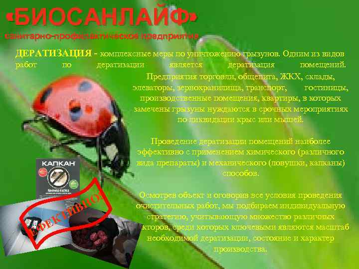  «БИОСАНЛАЙФ» санитарно-профилактическое предприятие ДЕРАТИЗАЦИЯ - комплексные меры по уничтожению грызунов. Одним из видов