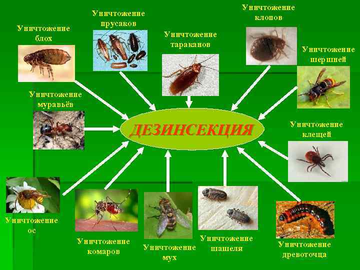Уничтожение клопов Уничтожение прусаков Уничтожение блох Уничтожение тараканов Уничтожение шершней Уничтожение муравьёв ДЕЗИНСЕКЦИЯ Уничтожение