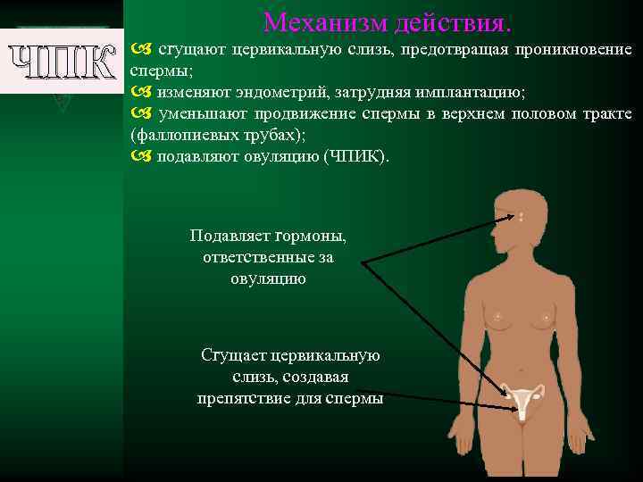 ЧПК a Механизм действия. a сгущают цервикальную слизь, предотвращая проникновение спермы; изменяют эндометрий, затрудняя