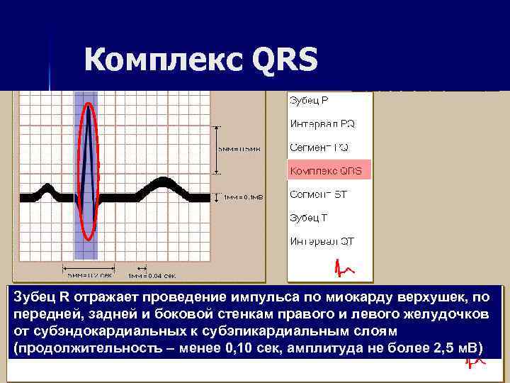 Комплекс QRS Зубец R отражает проведение импульса по миокарду верхушек, по передней, задней и