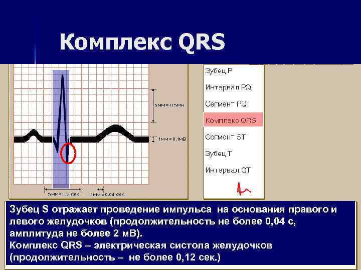 Комплекс QRS Зубец S отражает проведение импульса на основания правого и левого желудочков (продолжительность