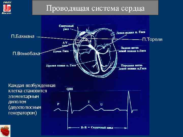 П. Бахмана П. Венкебаха Каждая возбужденная клетка становится элементарным диполем (двухполюсным генератором) П. Тореля