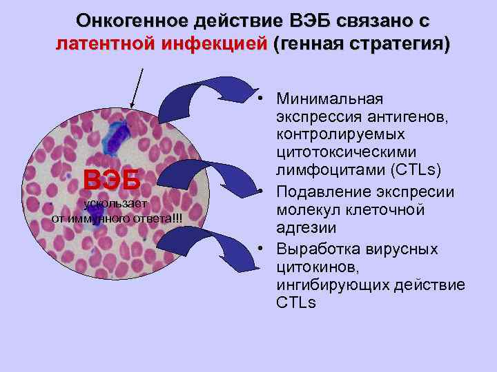 Онкогенное действие ВЭБ связано с латентной инфекцией (генная стратегия) ВЭБ ускользает от иммунного ответа!!!