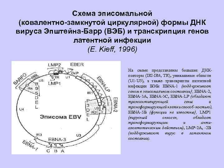 Схема эписомальной (ковалентно-замкнутой циркулярной) формы ДНК вируса Эпштейна-Барр (ВЭБ) и транскрипция генов латентной инфекции