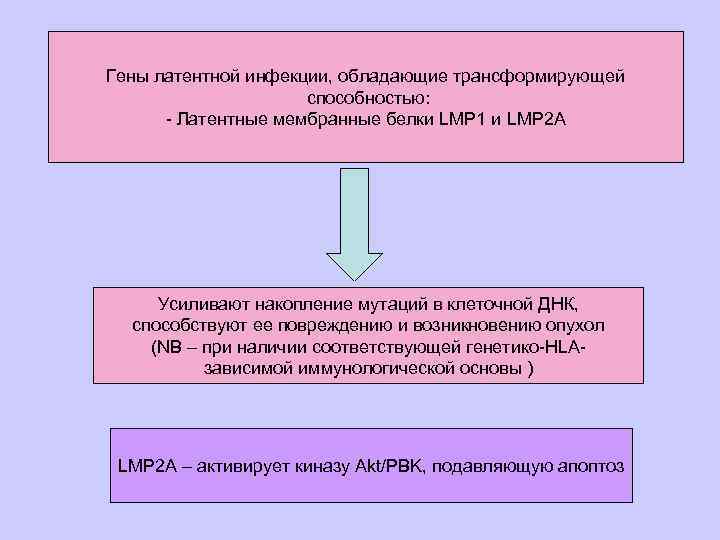 Гены латентной инфекции, обладающие трансформирующей способностью: - Латентные мембранные белки LMP 1 и LMP