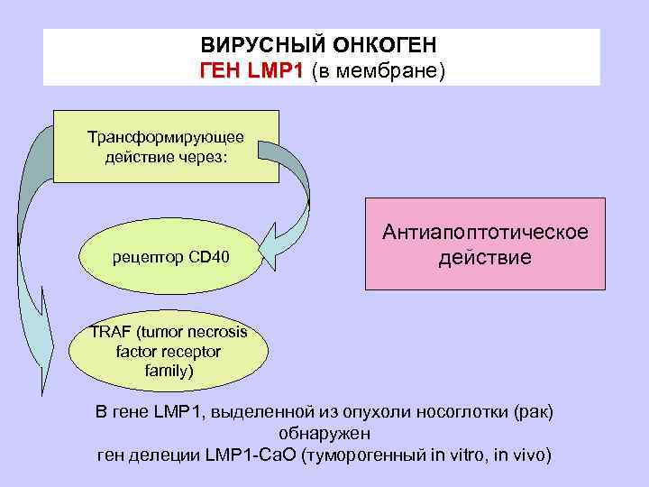 ВИРУСНЫЙ ОНКОГЕН LMP 1 (в мембране) Трансформирующее действие через: рецептор CD 40 Антиапоптотическое действие