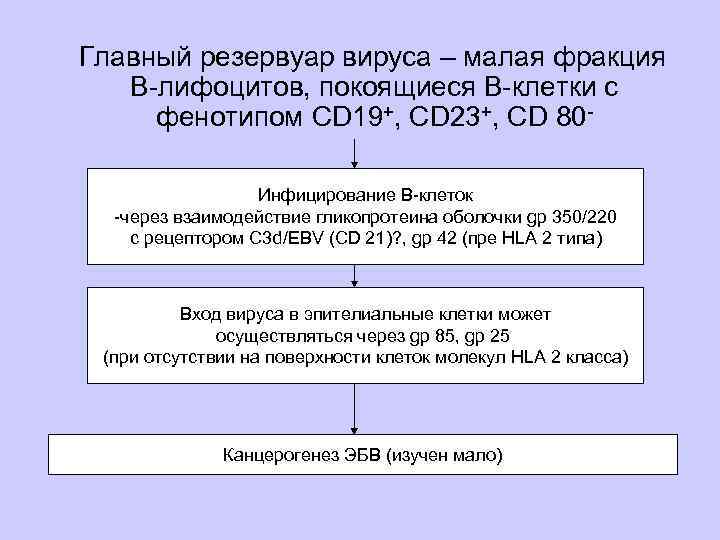 Главный резервуар вируса – малая фракция В-лифоцитов, покоящиеся В-клетки с фенотипом CD 19+, CD