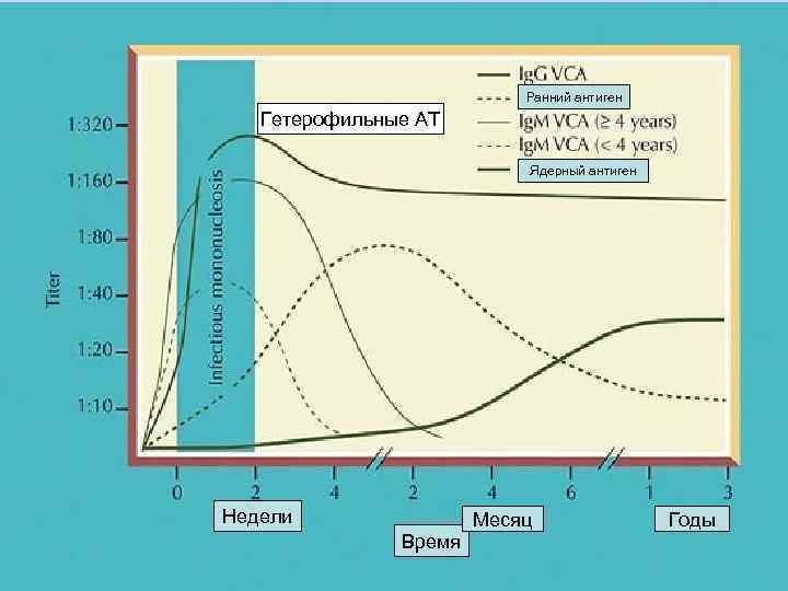 Ранний антиген Гетерофильные АТ Ядерный антиген Недели Время Месяц Годы 