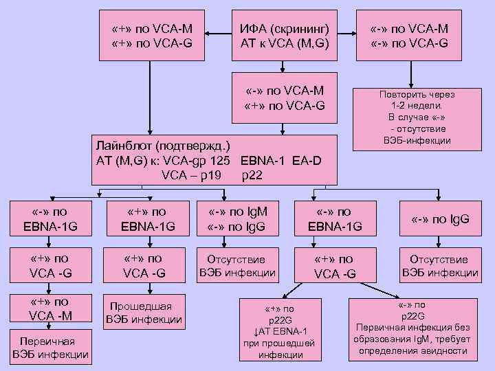  «+» по VCA-M «+» по VCA-G ИФА (скрининг) AT к VCA (M, G)