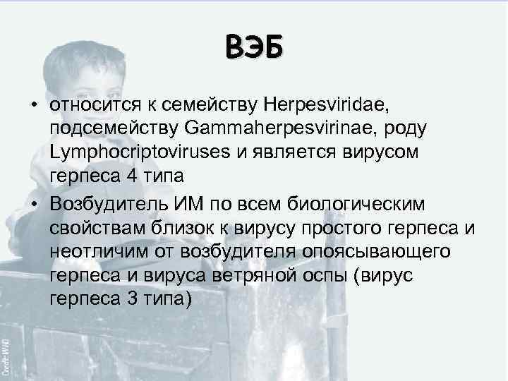 ВЭБ • относится к семейству Herpesviridae, подсемейству Gammaherpesvirinae, роду Lymphocriptoviruses и является вирусом герпеса