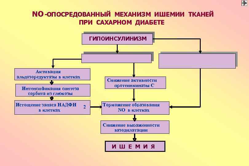 NO -ОПОСРЕДОВАННЫЙ МЕХАНИЗМ ИШЕМИИ ТКАНЕЙ ПРИ САХАРНОМ ДИАБЕТЕ ГИПОИНСУЛИНИЗМ Активация альдозоредуктазы в клетках Снижение