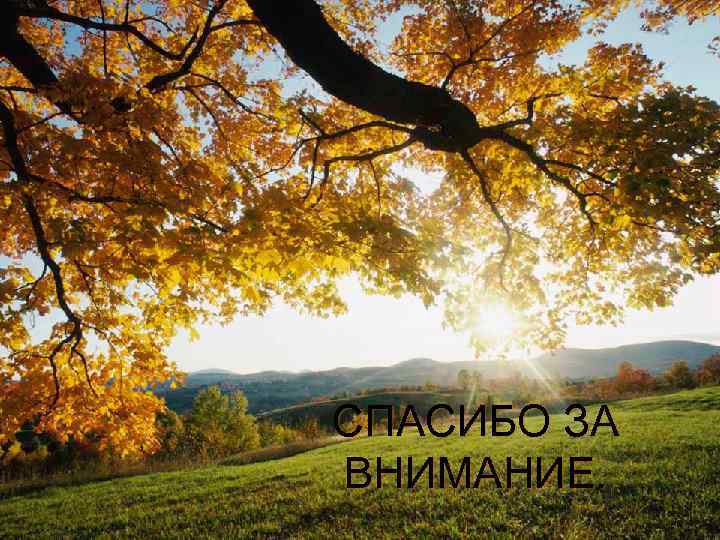 СПАСИБО ЗА ВНИМАНИЕ. 