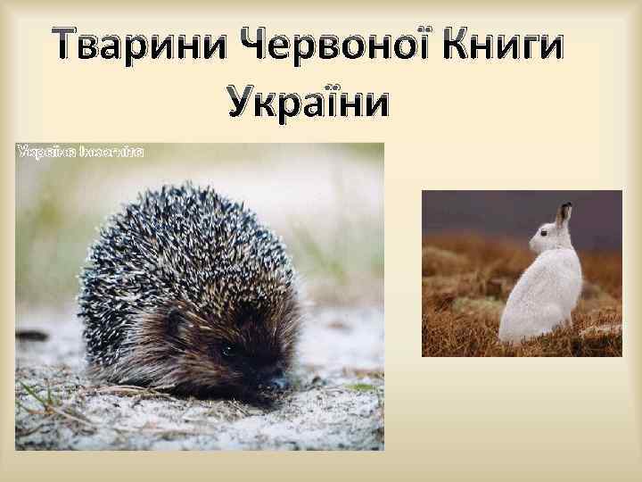 Тварини Червоної Книги України 