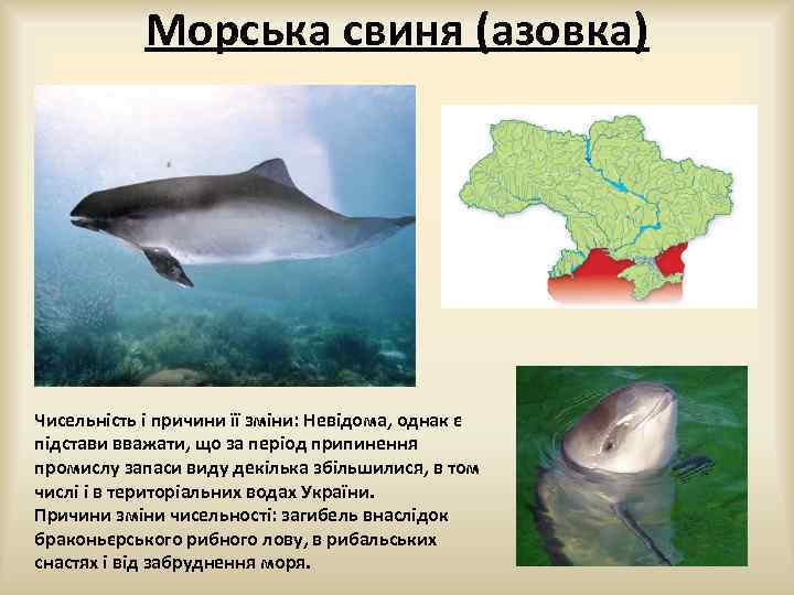 Морська свиня (азовка) Чисельність і причини її зміни: Невідома, однак є підстави вважати, що