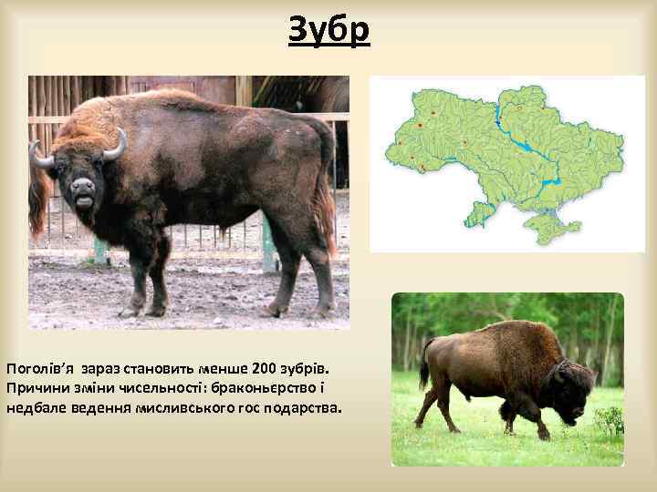 Зубр Поголів’я зараз становить менше 200 зубрів. Причини зміни чисельності: браконьєрство і недбале ведення