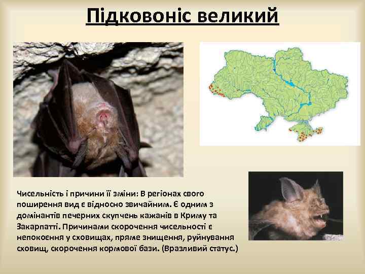 Підковоніс великий Чисельність і причини її зміни: В регіонах свого поширення вид є відносно