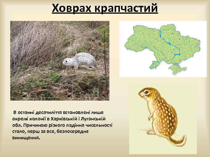 Ховрах крапчастий В останні десятиліття встановлені лише окремі колонії в Харківській і Луганській обл.