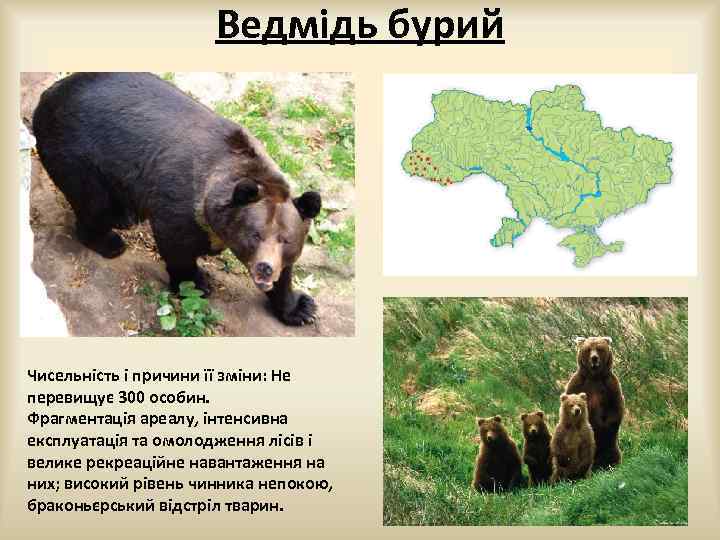 Ведмідь бурий Чисельність і причини її зміни: Не перевищує 300 особин. Фрагментація ареалу, інтенсивна